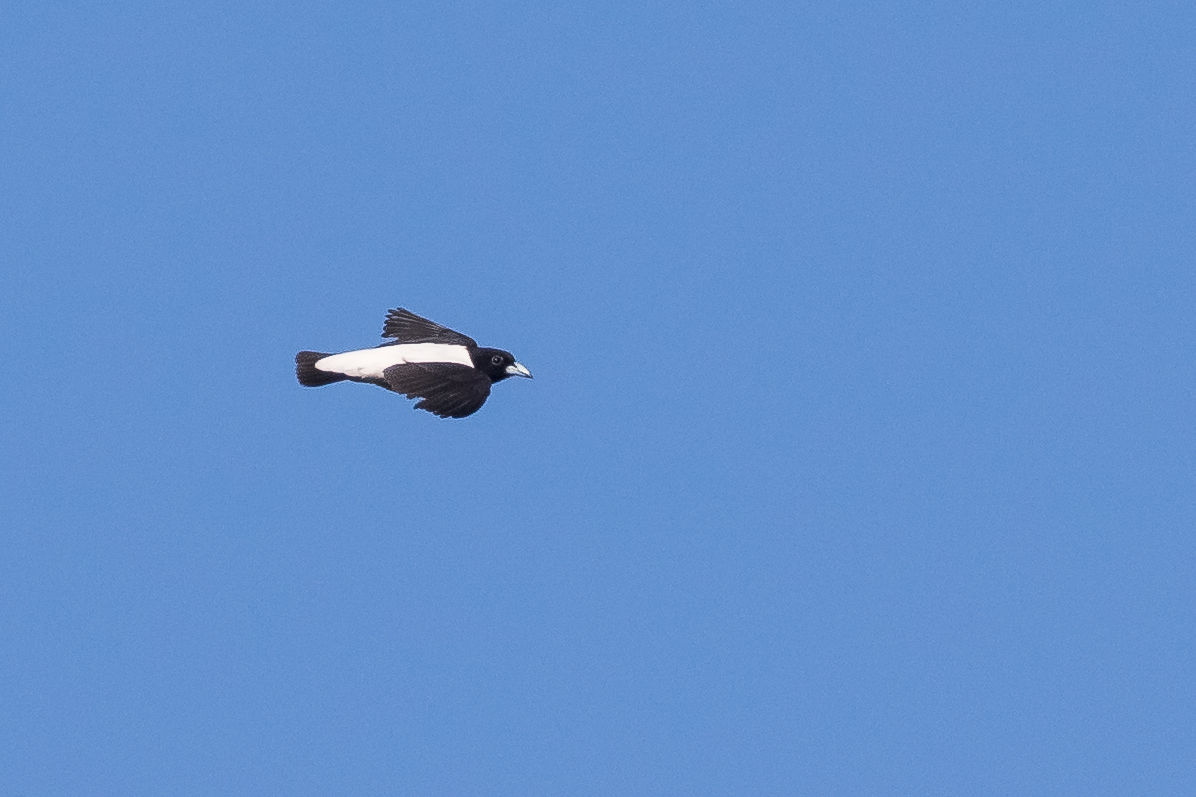 White-backed Woodswallow (Artamus insignis)