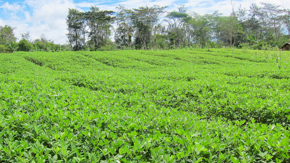 Peanut plantation