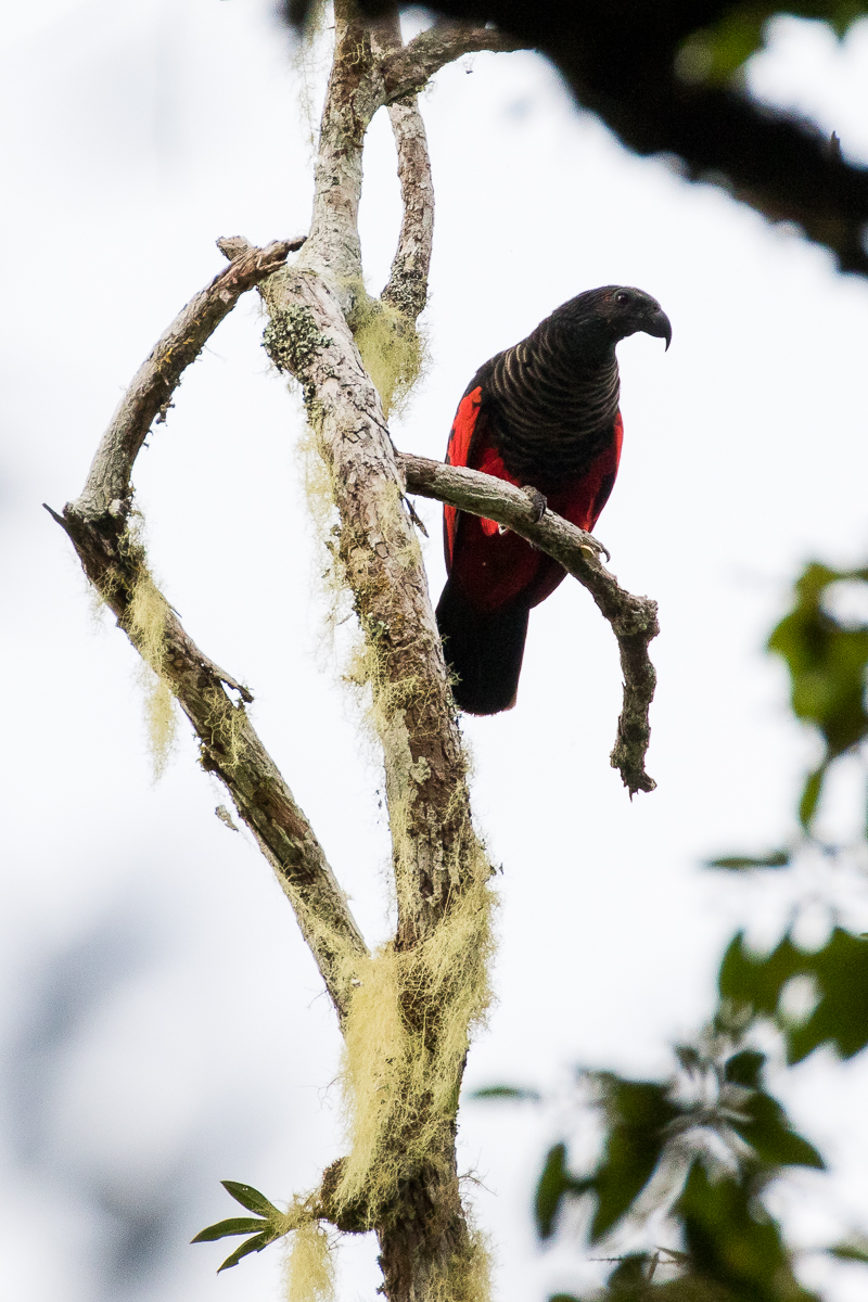 Pesquets Parrot (Psittrichas fulgidus)