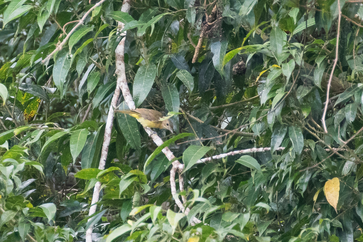 Bismarck Whistler (Pachycephala citreogaster)