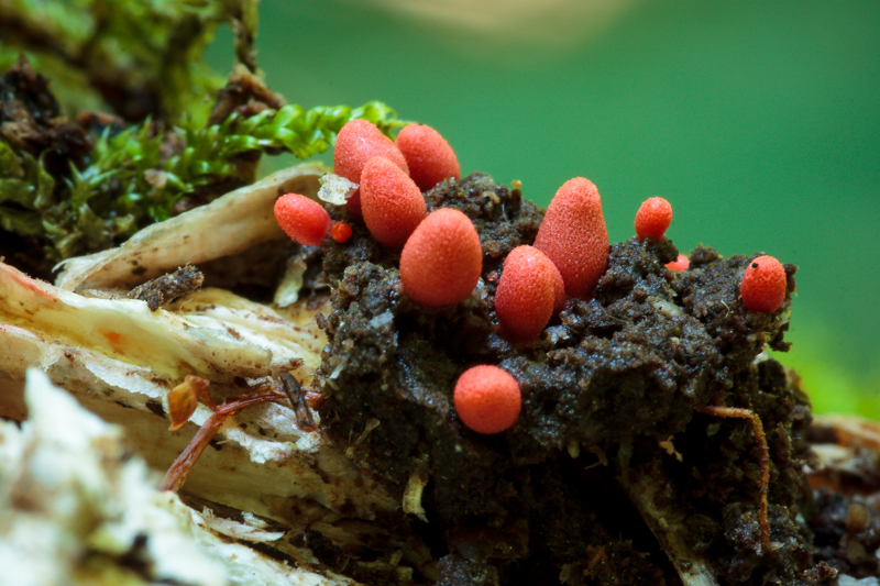 Lycogala conicum - Dwergboomwrat