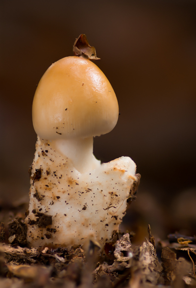 Amanita fulva - Roodbruine Slanke Amaniet - Tawny Grisette