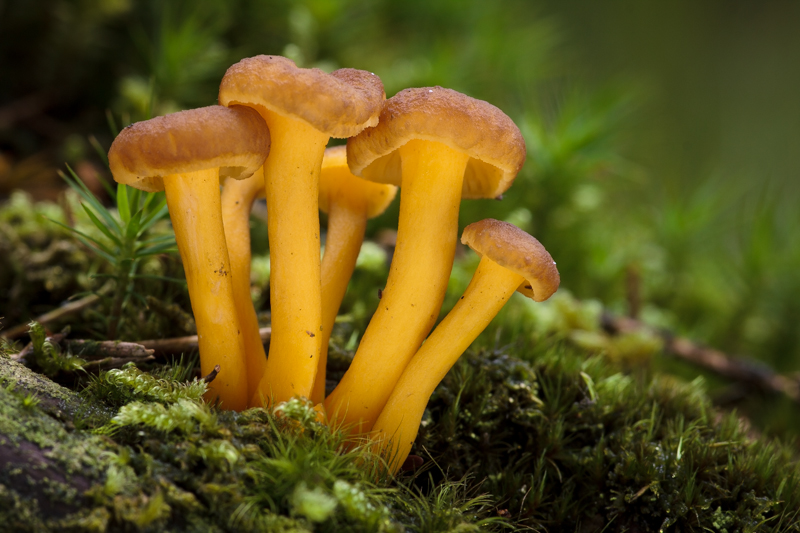 Cantharellus tubaeformis - Trechtercantharel - Yellowfoot