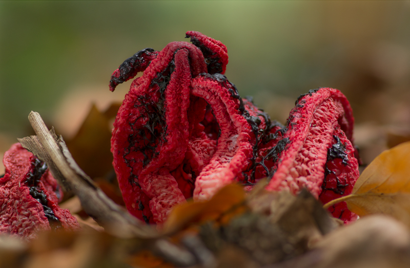 Clathrus archeri - Inktviszwam - Devils Fingers