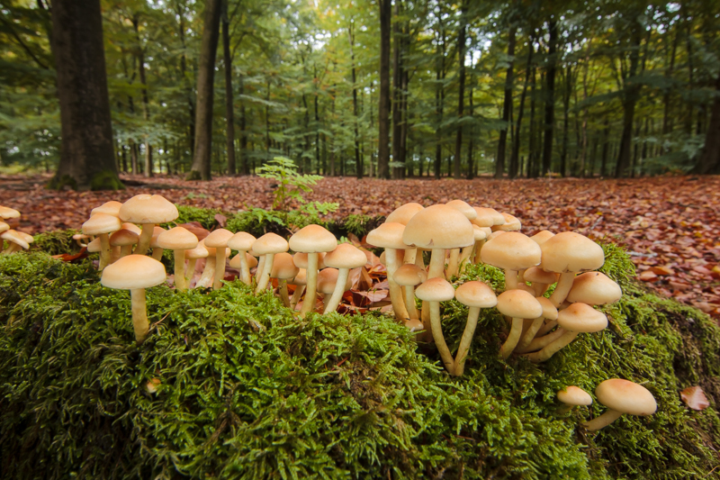 Hypholoma fasciculare - Gewone Zwavelkop - Sulphur Tuft