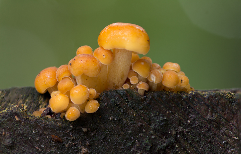 Flammulina velutipes - Gewoon Fluweelpootje - Velvet Foot