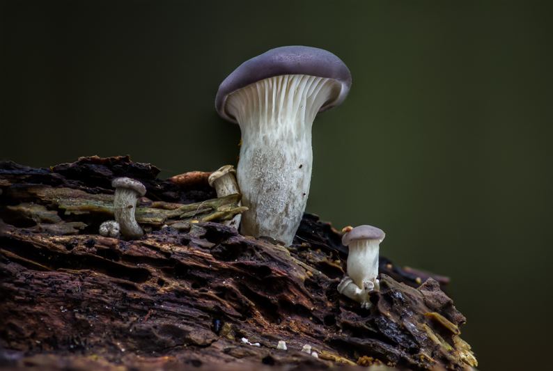 Pleurotus ostreatus - Oesterzwam - Oyster Mushroom