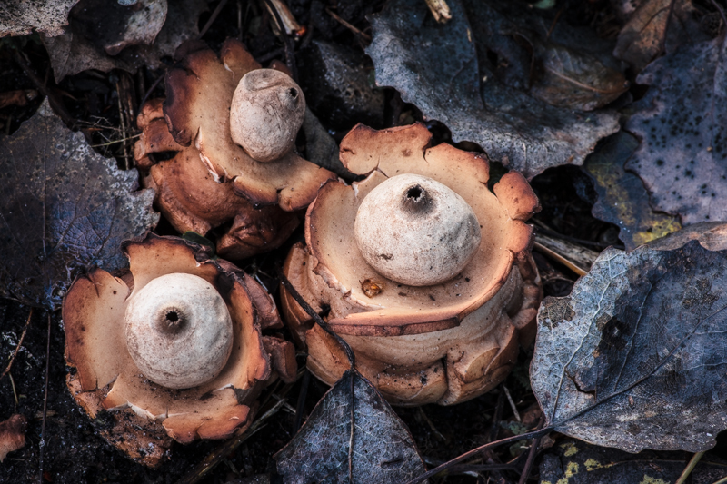 Geastrum triplex - Gekraagde aardster - Collared Earthstar