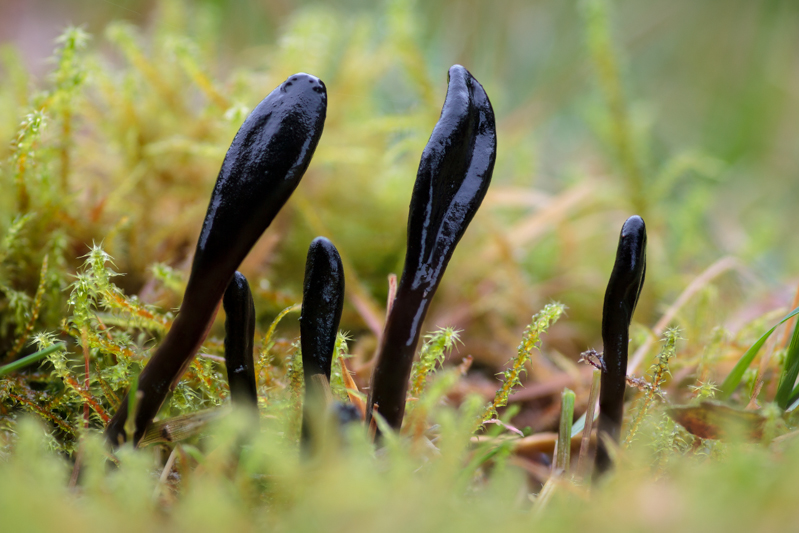 Geoglossum glutinosum - Kleverige Aardtong - Glutinous Earthtongue