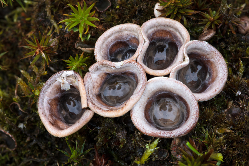 Cyathus olla - Bleek Nestzwammetje - Field Birds Nest