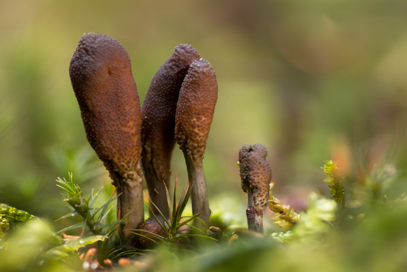 Cordyceps ophioglossoides - Zwarte Truffelknotszwam - Snaketongue Truffleclub