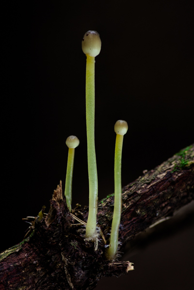 Mycena epipterygioides - Dennenkleefsteelmycena