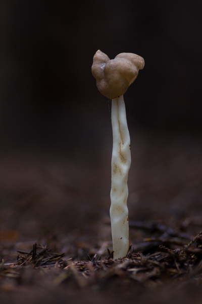 Helvella elastica - Holsteelkluifzwam - Flexible Helvella