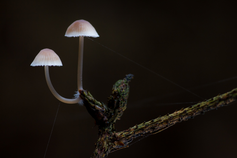 Mycena metata - Dennenmycena
