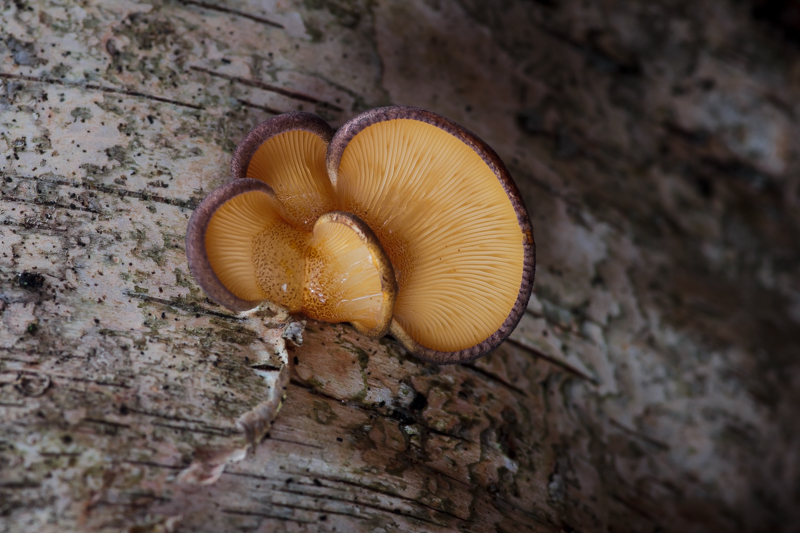 Sarcomyxa serotina - Groene Schelpzwam - Olive Oysterling