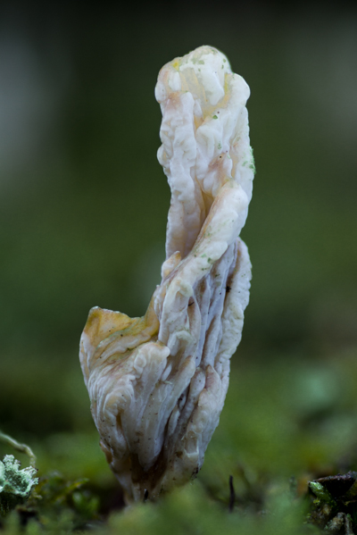 Clavulina rugosa - Rimpelige koraalzwam - Wrinkled Coral Fungus