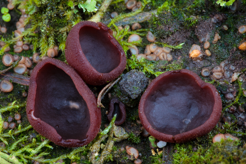 Peziza spec.