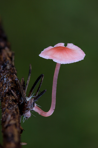 Mycena pearsoniana - Vals Elfenschermpje