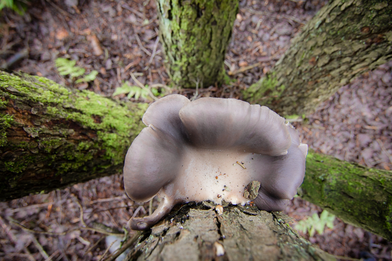 Pleurotus ostreatus - Oesterzwam - Oyster Mushroom