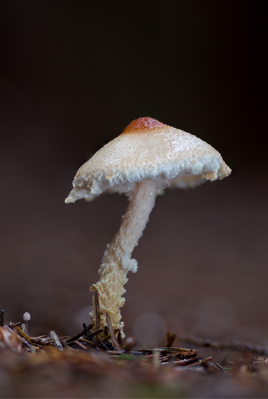 Lepiota ventriosospora - Geelbruine Wolsteelparasolzwam - Padded Dapperling