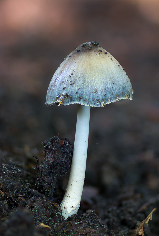 Coprinellus micaceus - Gewone Glimmerinktzwam - Glistening Inkcap