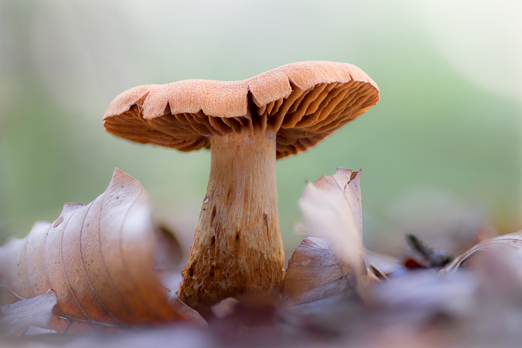 Cortinarius rubellus - Fraaie Gifgordijnzwam - Deadly Webcap