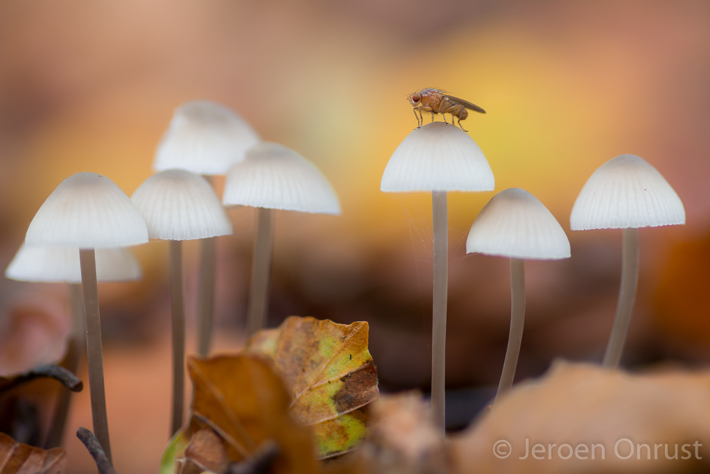 Mycena spec.