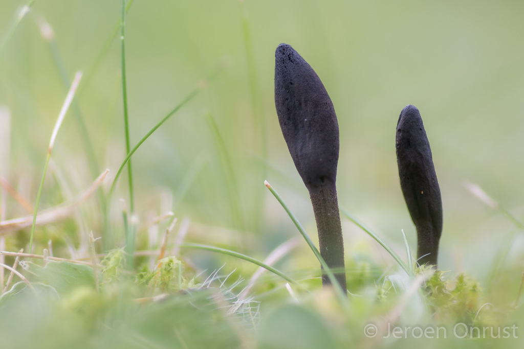 Geoglossum umbratile - Slanke Aardtong - Plain Earthtongue