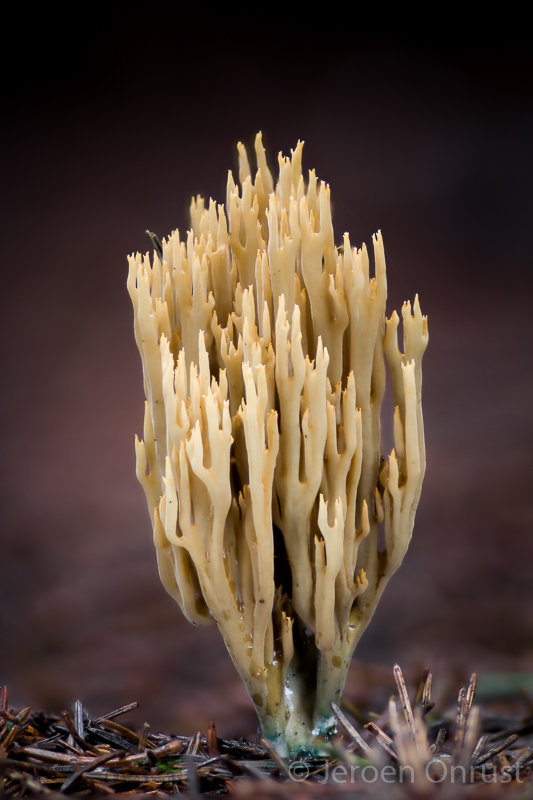 Ramaria abietina - Groenwordende Koraalzwam - Green-staining Coral