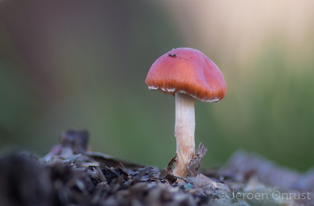 Stropharia aurantiaca - Oranjerode Stropharia - Redlead Roundhead