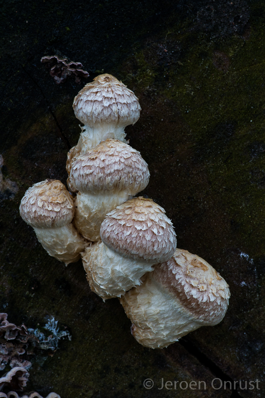 Hemipholiota populnea - Wollige Bundelzwam
