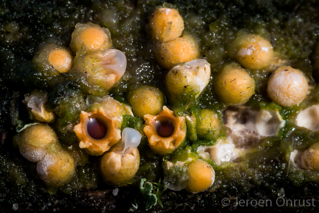 Sphaerobolus stellatus - Kogelwerper - Cannonball Fungi