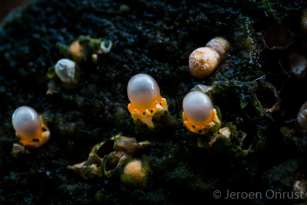 Sphaerobolus stellatus - Kogelwerper - Cannonball Fungi