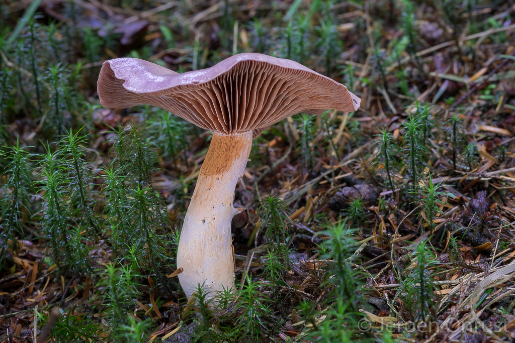 Cortinarius camphoratus - Kamfergordijnzwam - Goatcheese Webcap