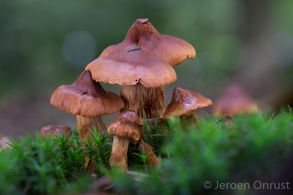Cortinarius rubellus - Fraaie Gifgordijnzwam - Deadly Webcap
