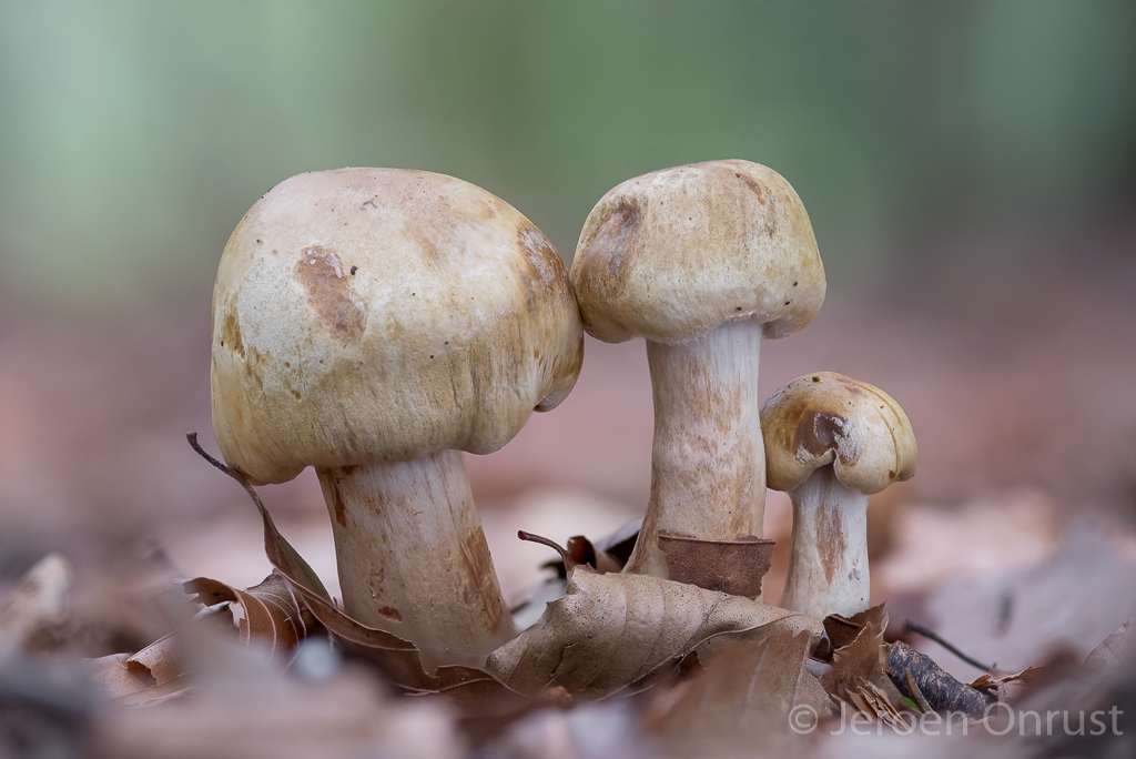 Cortinarius infractus - Olijfkleurige Gordijnzwam - Bitter Webcap