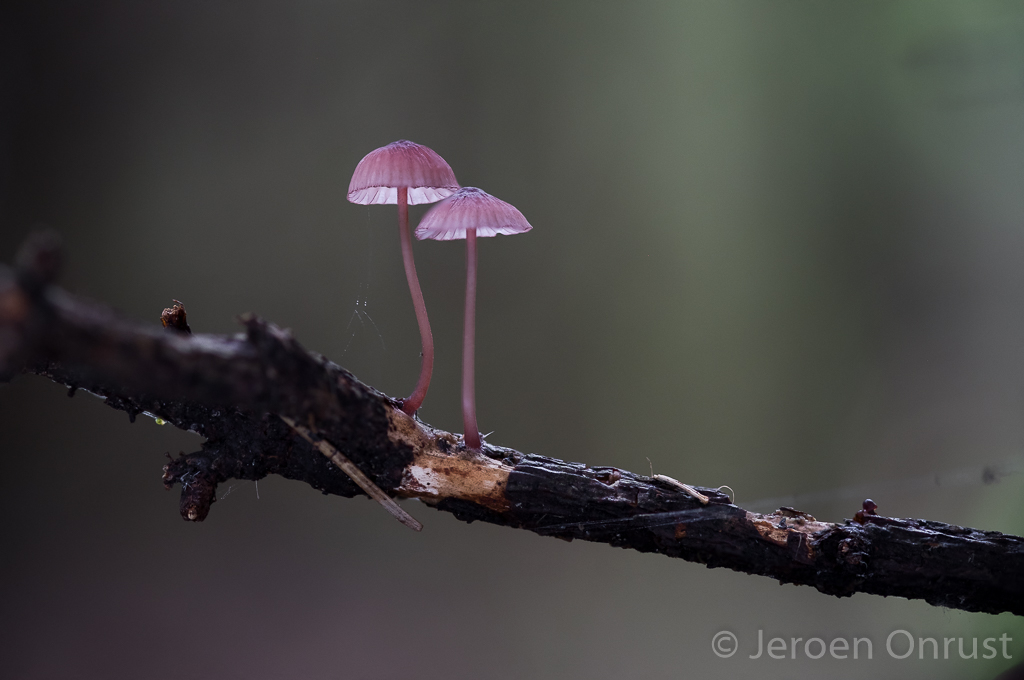 Mycena sanguinolenta - Kleine Bloedsteelmycena - Bleeding Bonnet