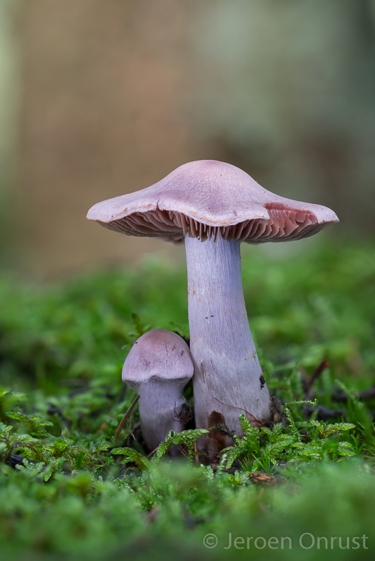 Cortinarius malachius - Donkerlila Gordijnzwam - Blue and Buff Web Cap