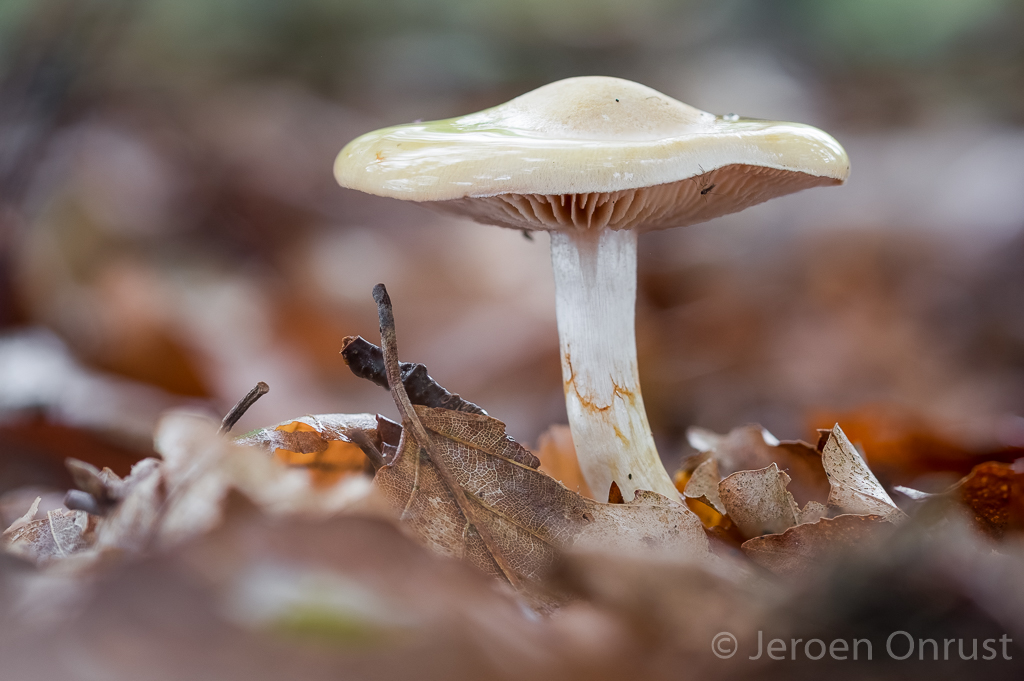 Cortinarius delibutus - Okergele Gordijnzwam - Yellow Webcap