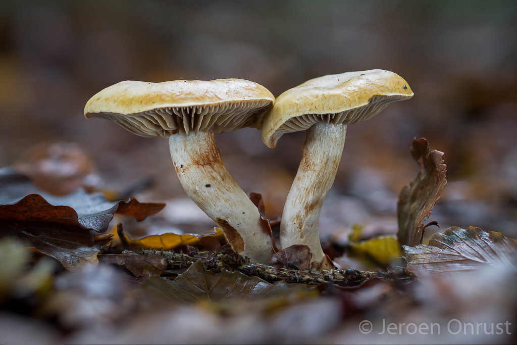 Cortinarius subtortus - Olijfkleurige Sparrengordijnzwam - Incense Webcap