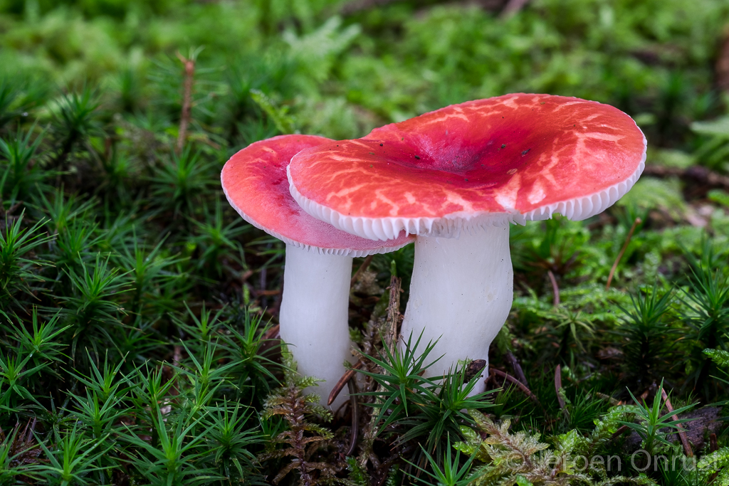 Russula emetica - Braakrussula - Sickener