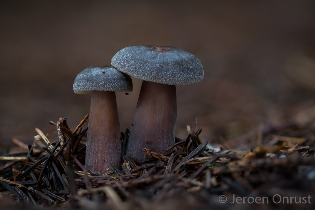 Rhodocollybia butyracea - Botercollybia - Butter Cap