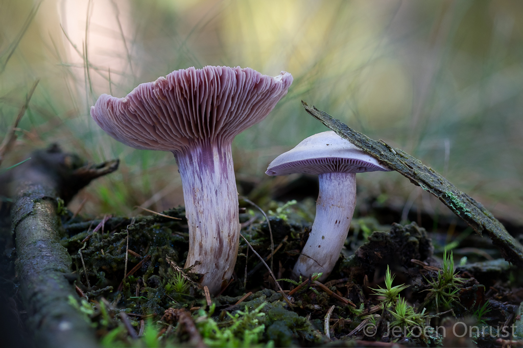 Cortinarius camphoratus - Kamfergordijnzwam - Goatcheese Webcap