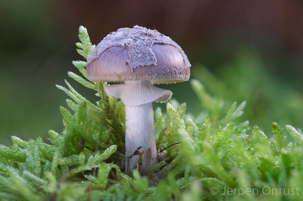 Amanita porphyria - Porfieramaniet - Grey Veiled Amanita