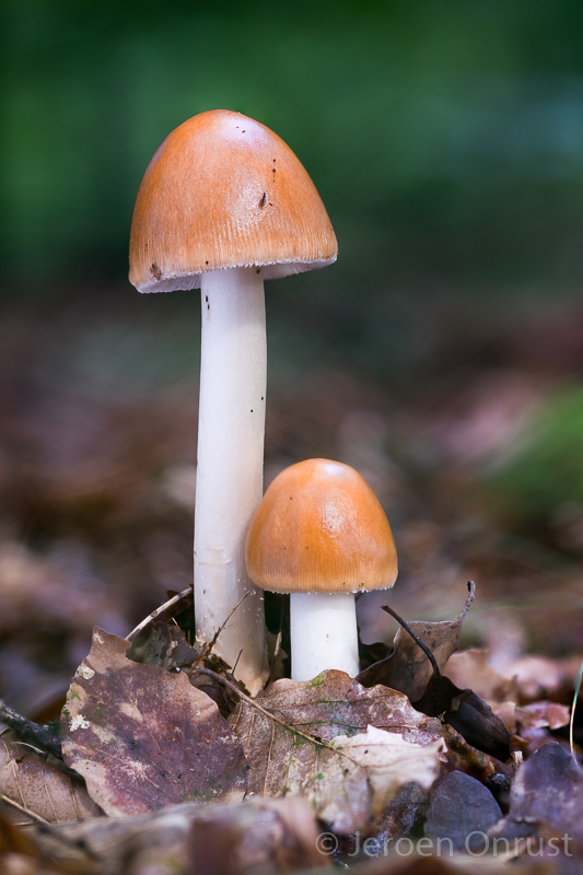 Amanita fulva - Roodbruine Slanke Amaniet - Tawny Grisette