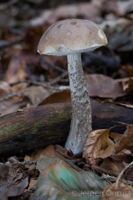 Leccinum scabrum - Gewone Berkenboleet - Brown Birch Bolete