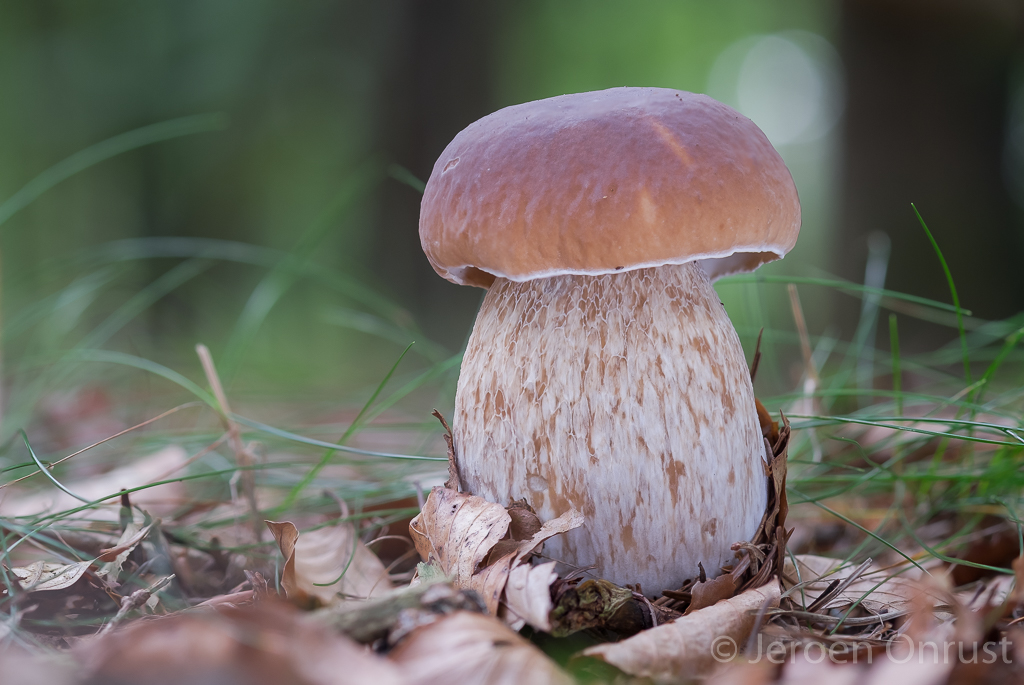 Boletus edulis - Gewoon Eekhoorntjesbrood - Penny Bun
