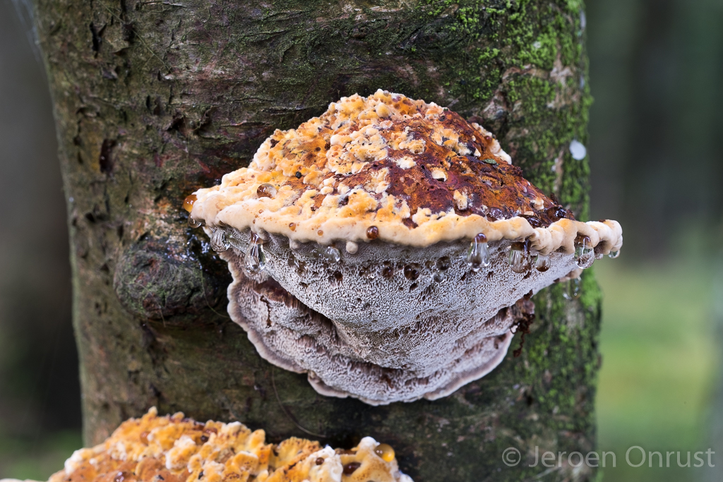 Mensularia radiata - Elzenweerschijnzwam - Alder Bracket
