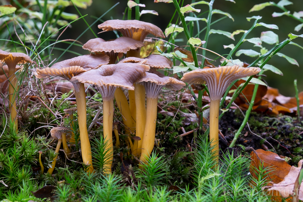 Cantharellus tubaeformis - Trechtercantharel - Yellowfoot