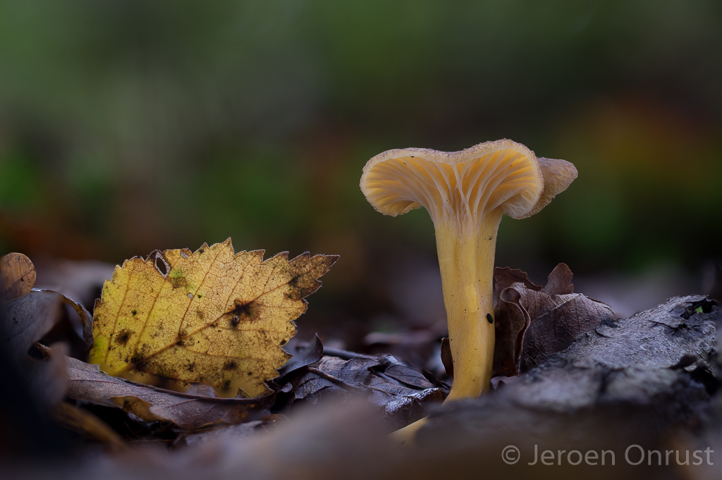 Cantharellus tubaeformis - Trechtercantharel - Yellowfoot